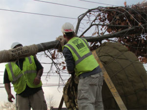 Tree Installation Commercial Landscaping